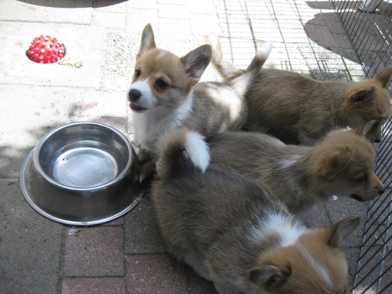 Puppies